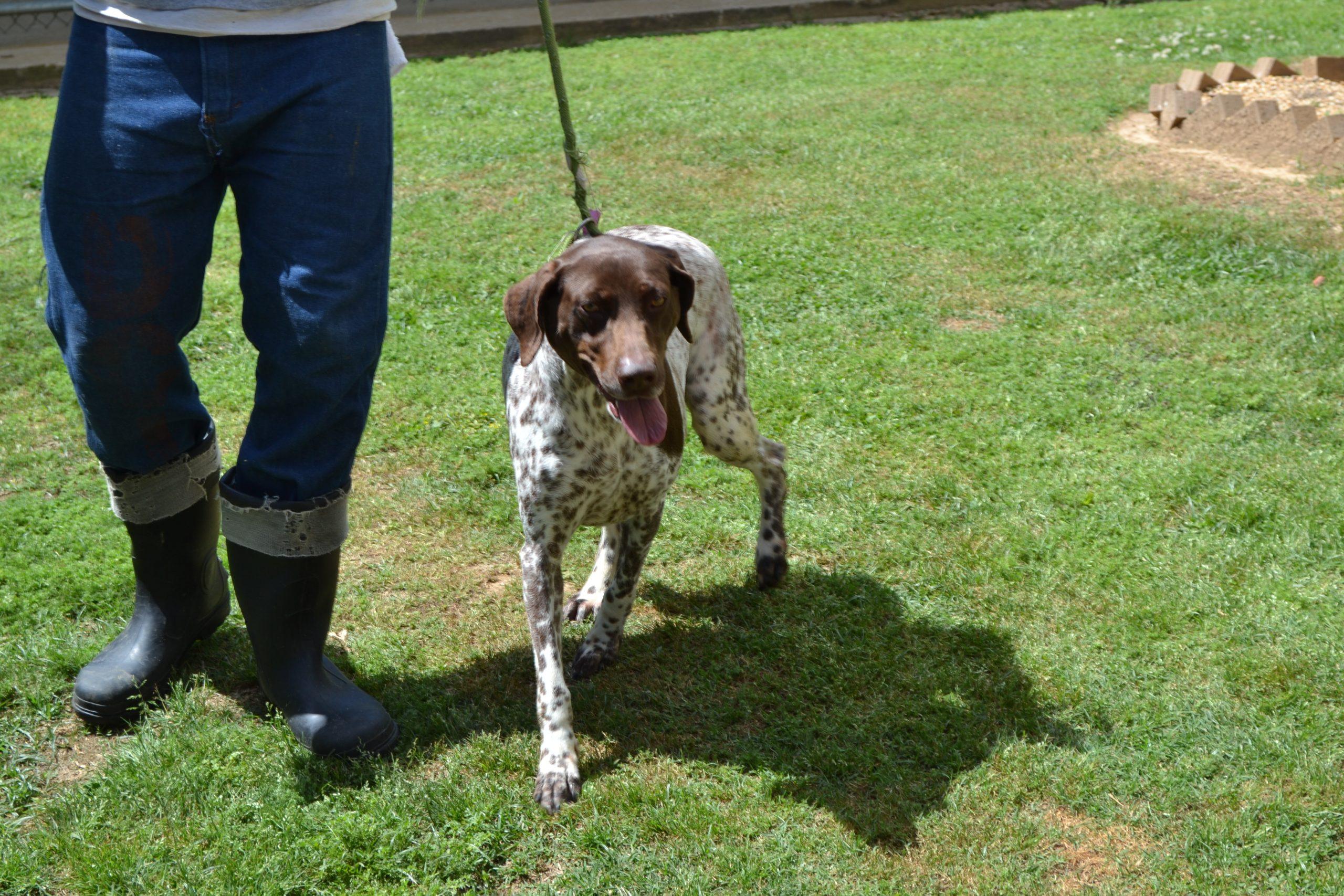 Enlarge Bell Bottoms, a Adoptable German Shorthaired Pointer in Jackson, LA image 2/3