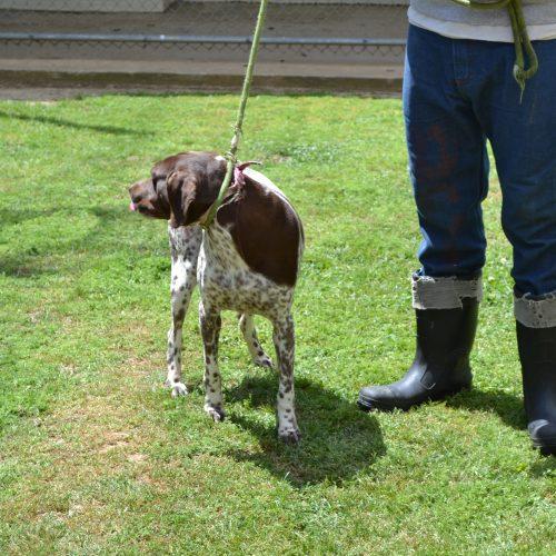 Enlarge Bell Bottoms, a Adoptable German Shorthaired Pointer in Jackson, LA image 3/3