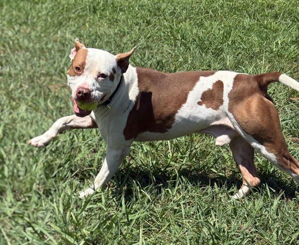 Gus, Adoptable, Adult Male Pit Bull Terrier.