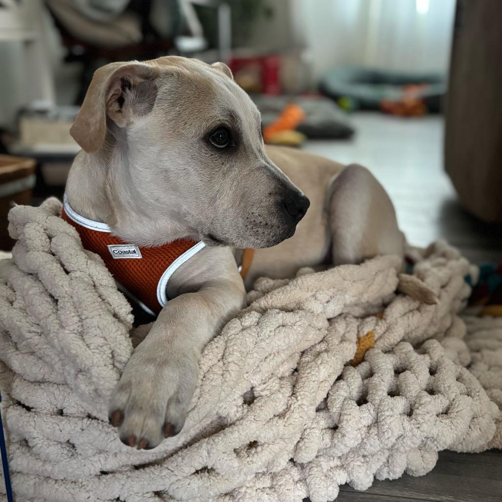 Sonny, Adoptable, Puppy Male Yellow Labrador Retriever.