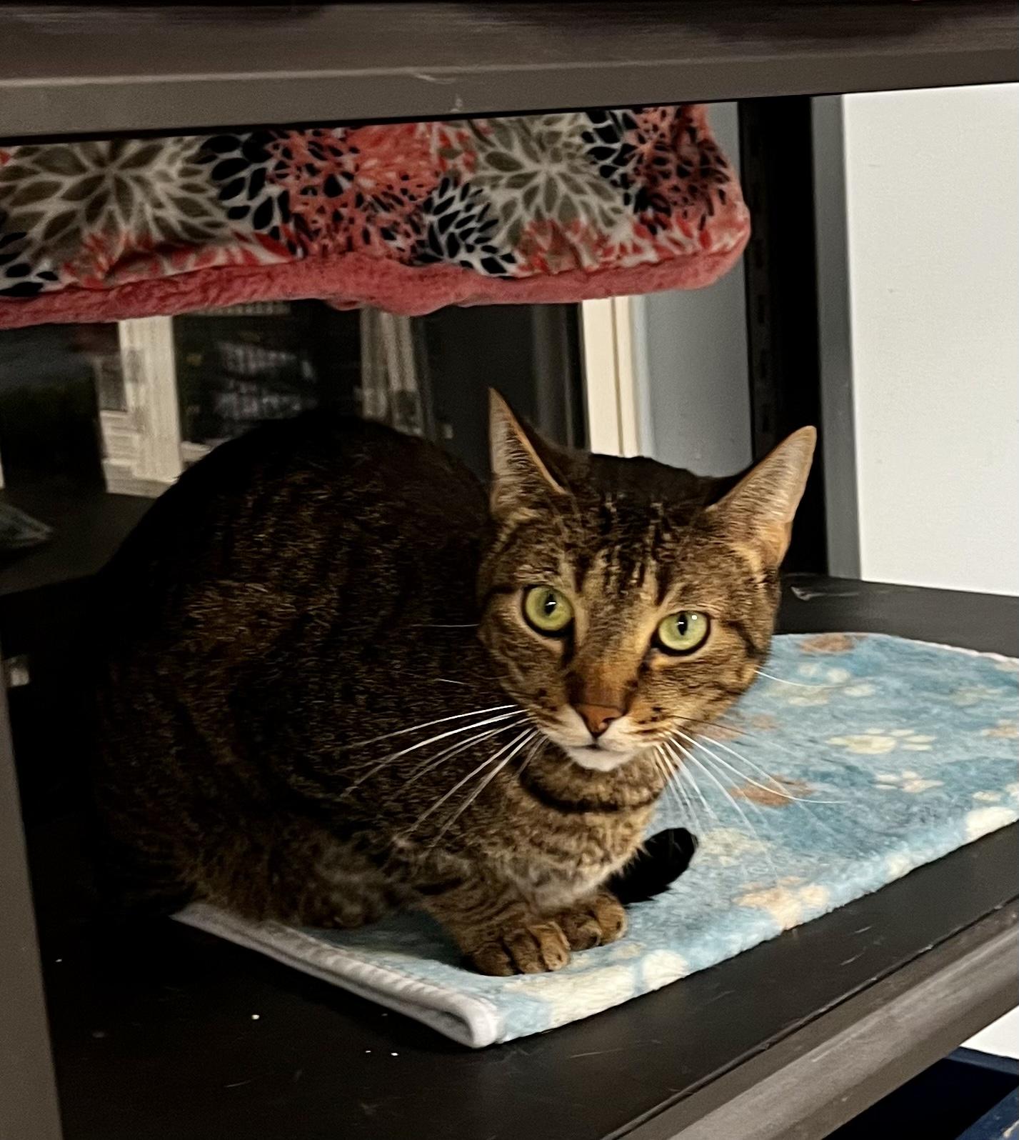 Quinn, a Adoptable Domestic Short Hair in Eglin AFB, FL image 3/3