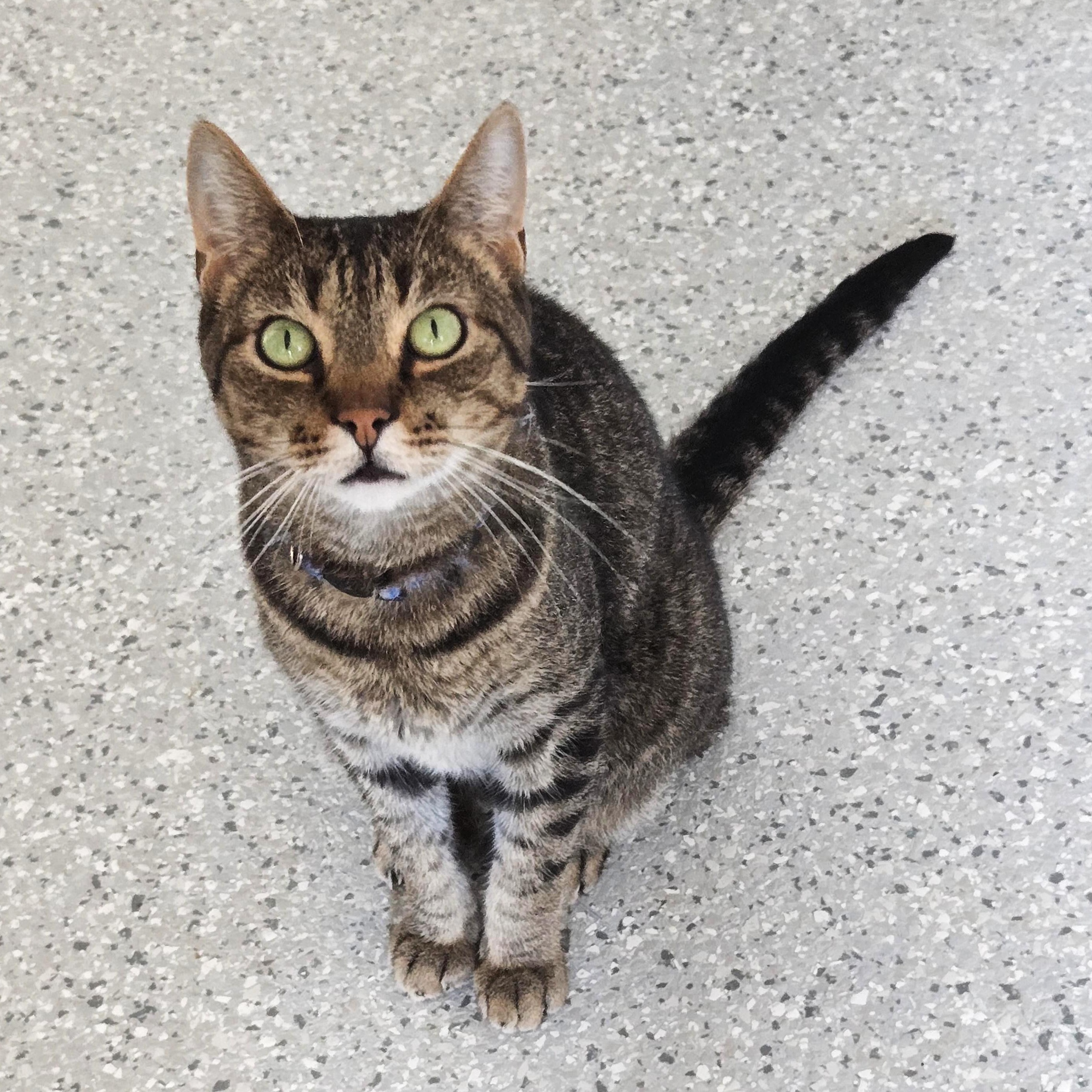 Quinn, a Adoptable Domestic Short Hair in Eglin AFB, FL image 1/3