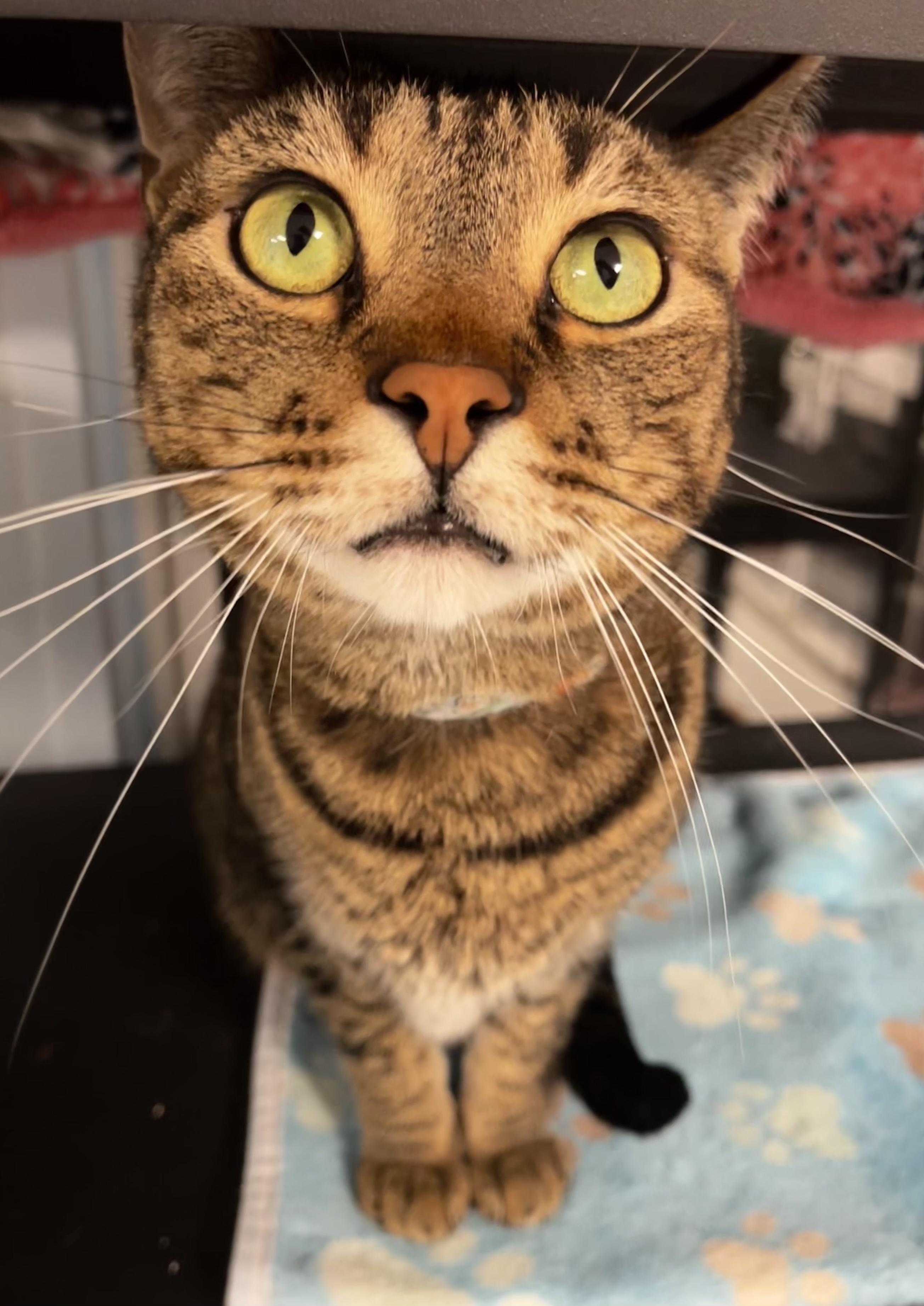 Quinn, Adoptable, Adult Male Domestic Short Hair.