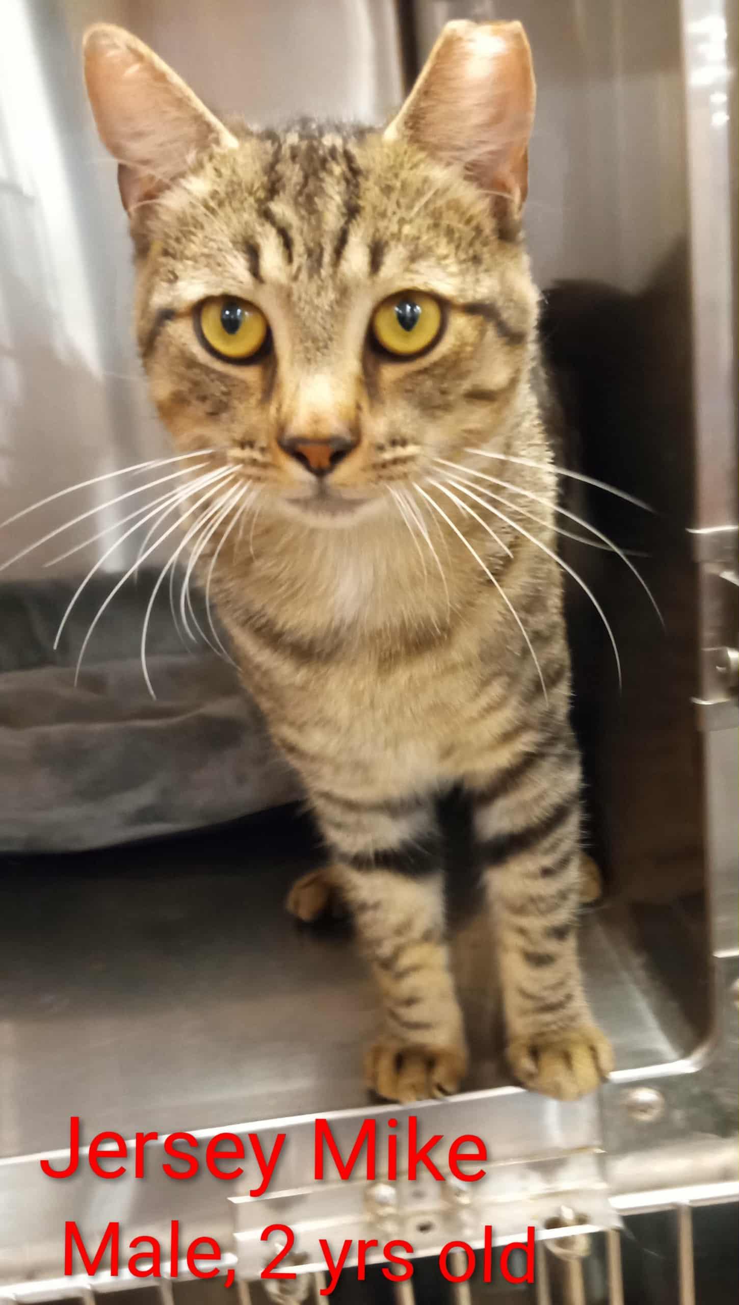 Jersey Mike, Adoptable, Adult Male Domestic Short Hair & Egyptian Mau.