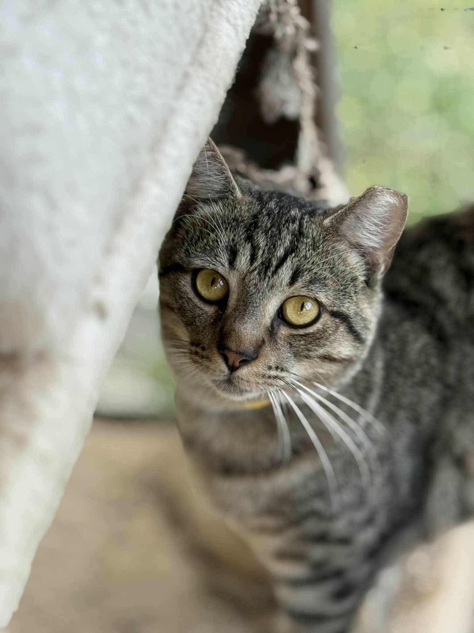 Jersey Mike, a Adoptable mixed breed in Washington, NC image 2/4
