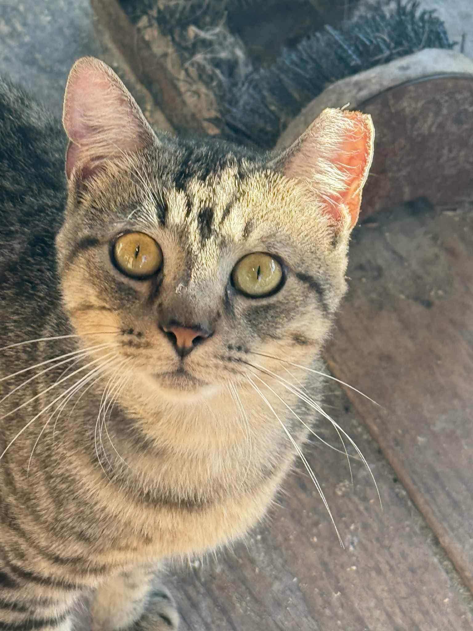 Jersey Mike, a Adoptable mixed breed in Washington, NC image 3/4