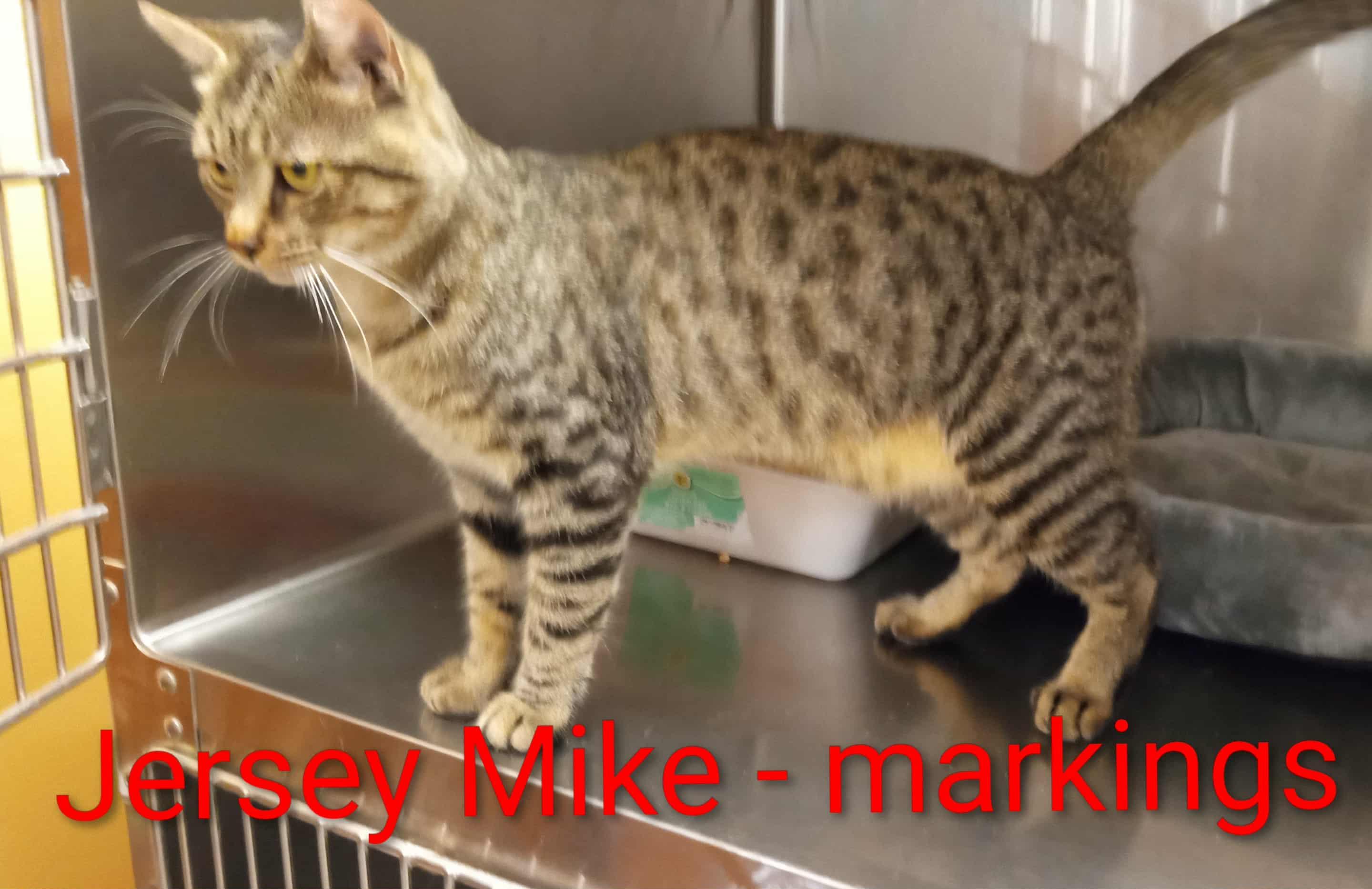 Jersey Mike, a Adoptable mixed breed in Washington, NC image 4/4