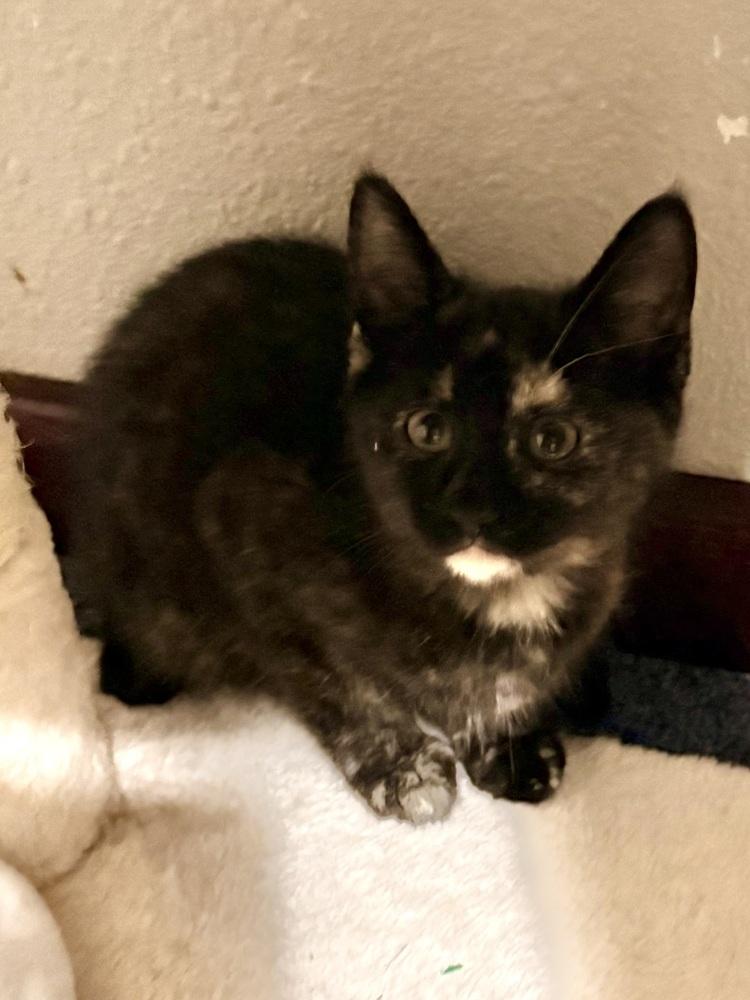 Enlarge Envy, a Adoptable Domestic Short Hair in Bellingham, WA image 1/4