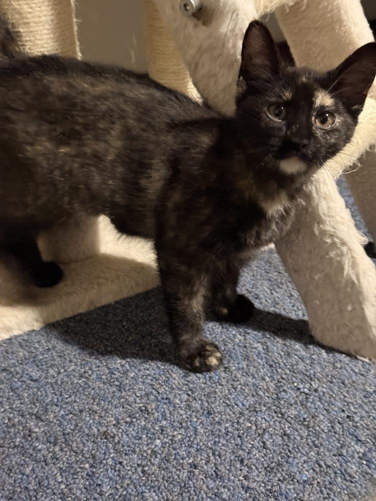 Enlarge Envy, a Adoptable Domestic Short Hair in Bellingham, WA image 2/4