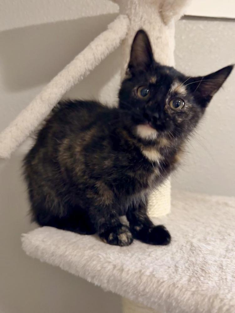 Enlarge Envy, a Adoptable Domestic Short Hair in Bellingham, WA image 3/4