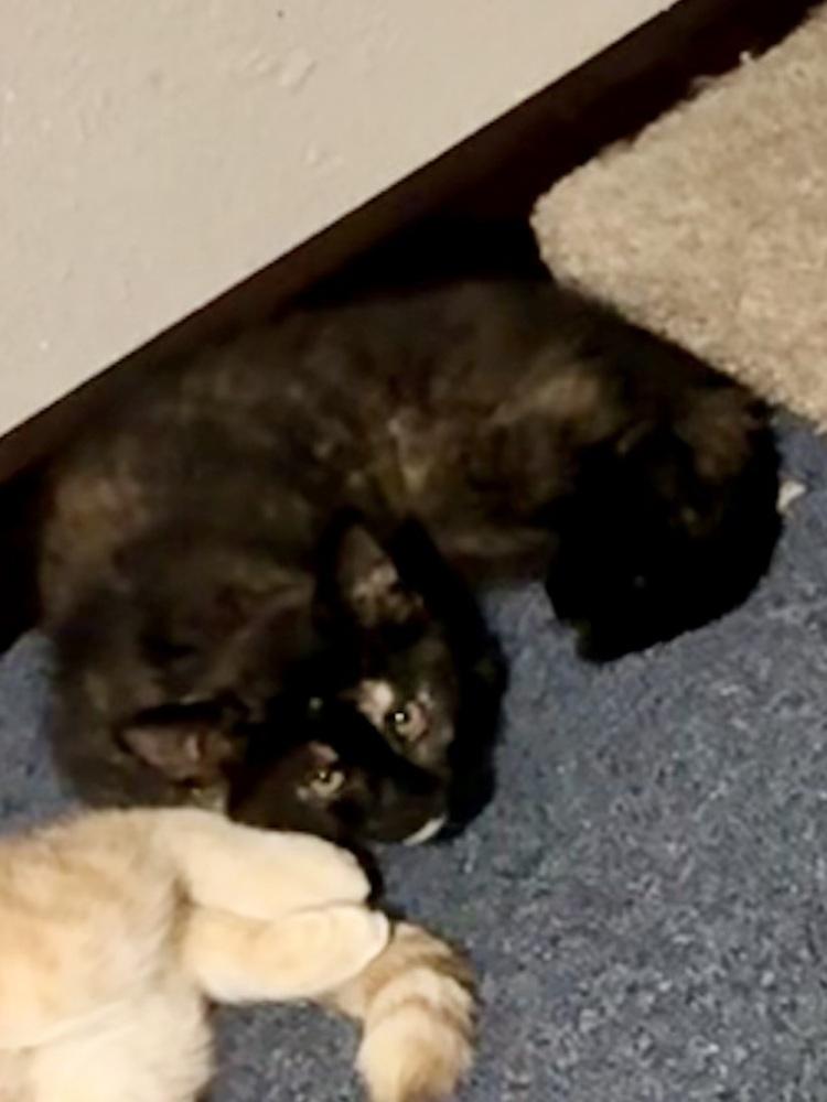 Enlarge Envy, a Adoptable Domestic Short Hair in Bellingham, WA image 4/4