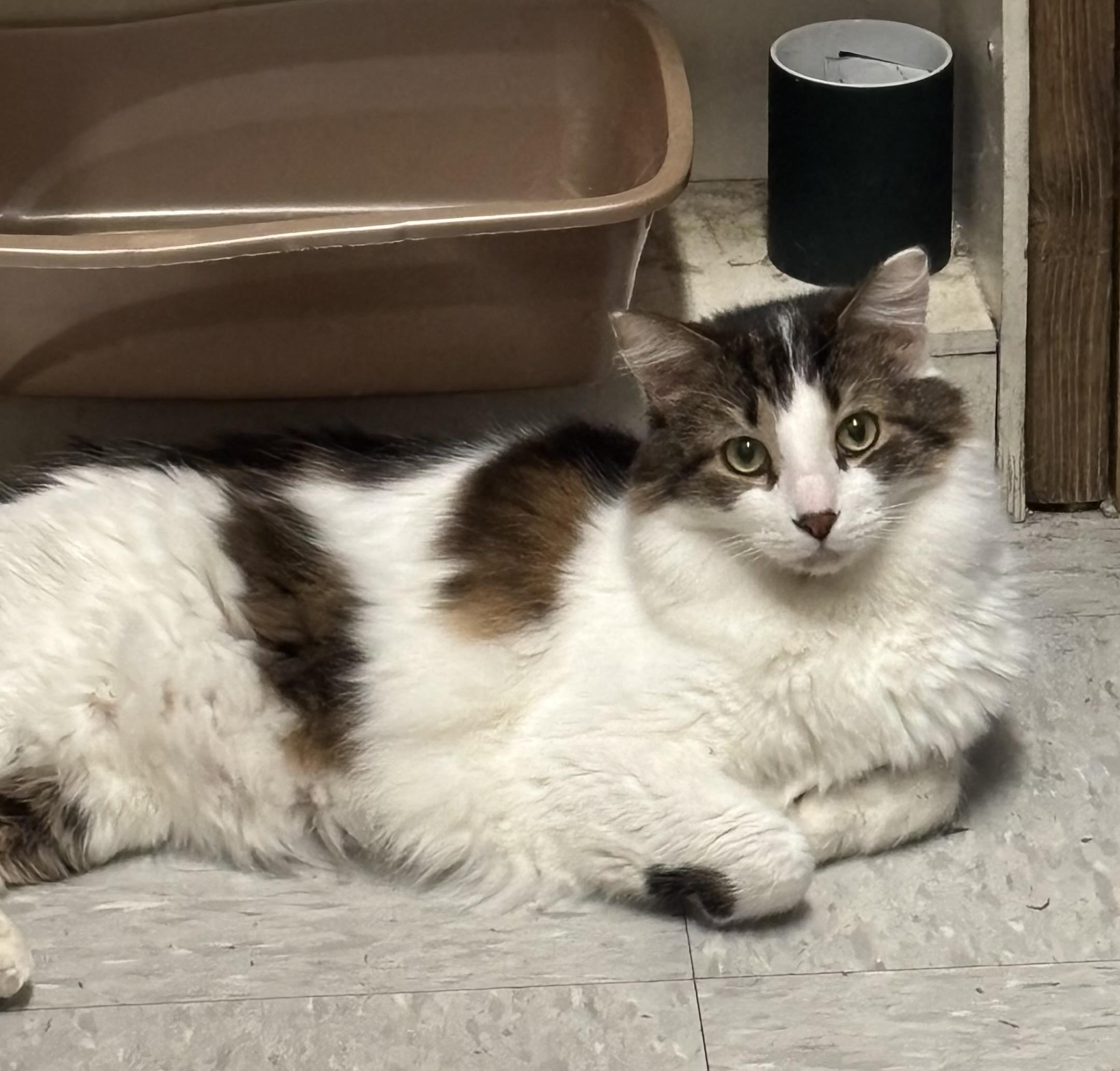 PRINCE, a Adoptable Domestic Medium Hair in Schnecksville, PA image 1/3