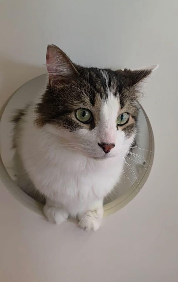 PRINCE, a Adoptable Domestic Medium Hair in Schnecksville, PA image 2/3