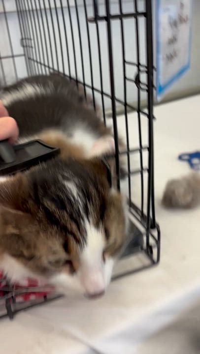 Enlarge PRINCE, a Adoptable Domestic Medium Hair in Schnecksville, PA video 3/3