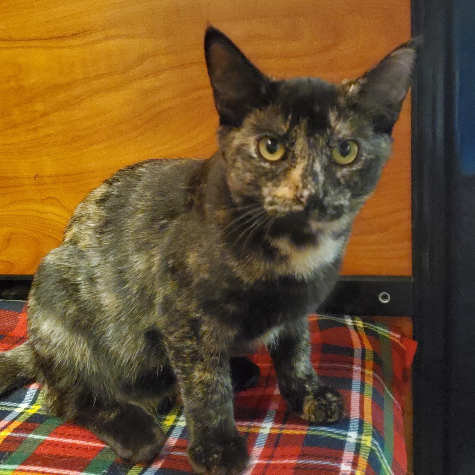 Maisy, Adoptable, Kitten Female Domestic Short Hair.
