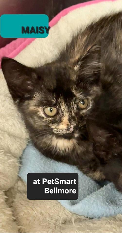 Maisy, Baby Female Domestic Short Hair
