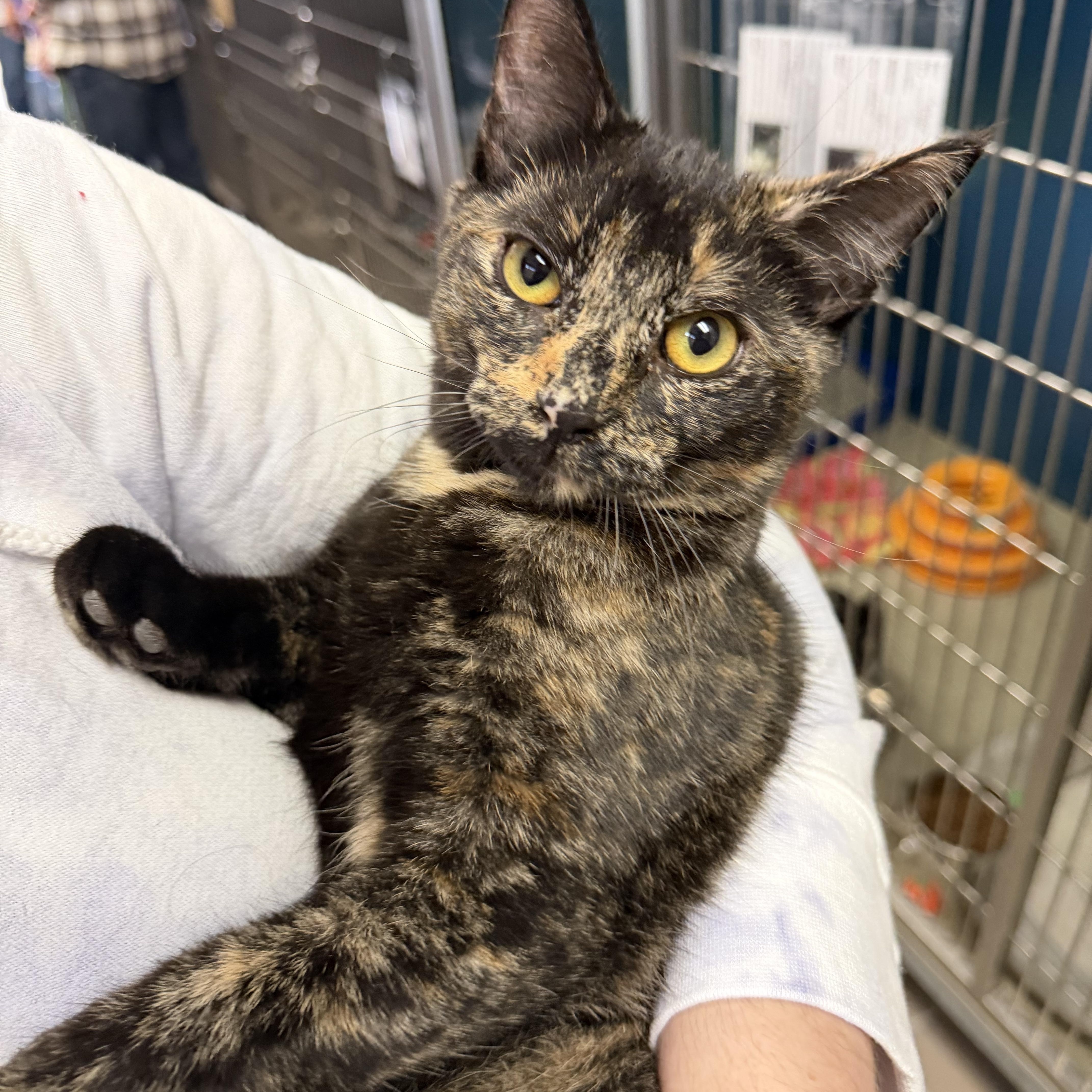 Maisy, a Adoptable Domestic Short Hair in Wantagh, NY image 1/5