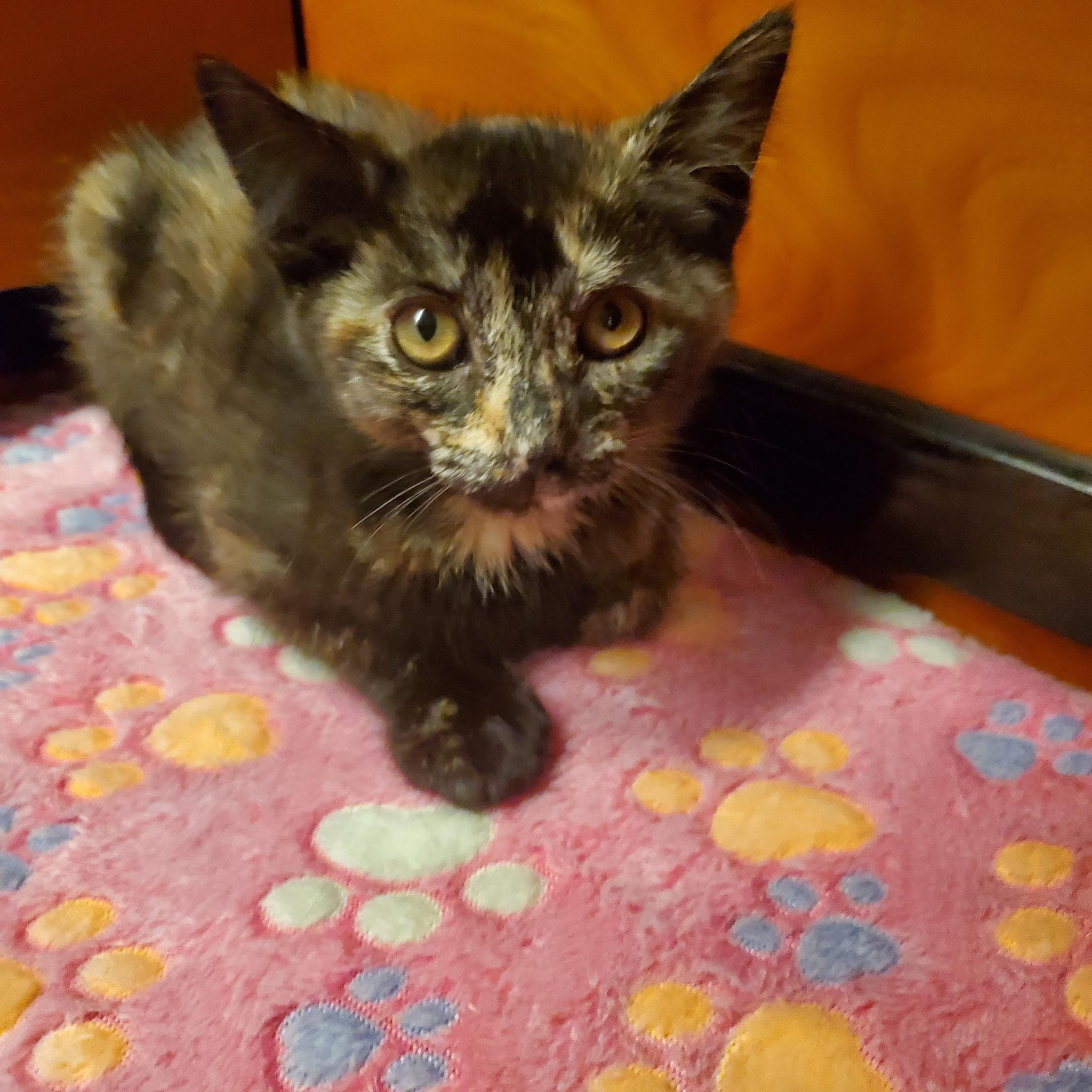 Maisy, a Adoptable Domestic Short Hair in Wantagh, NY image 5/5