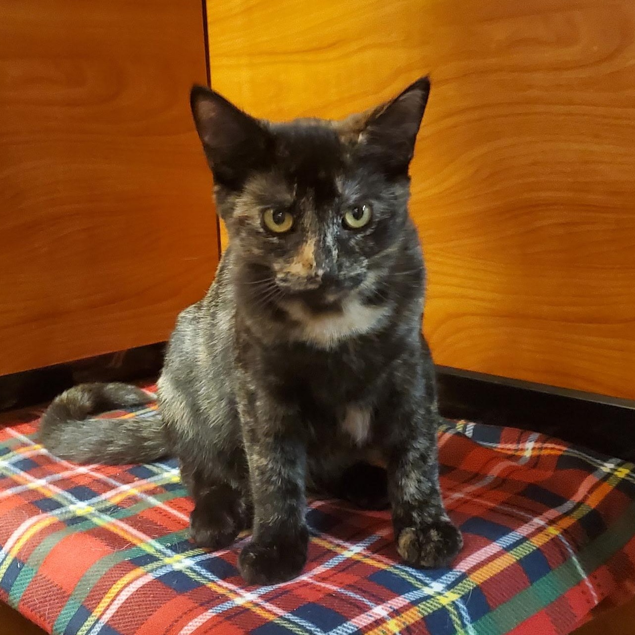 Maisy, a Adoptable Domestic Short Hair in Wantagh, NY image 4/5