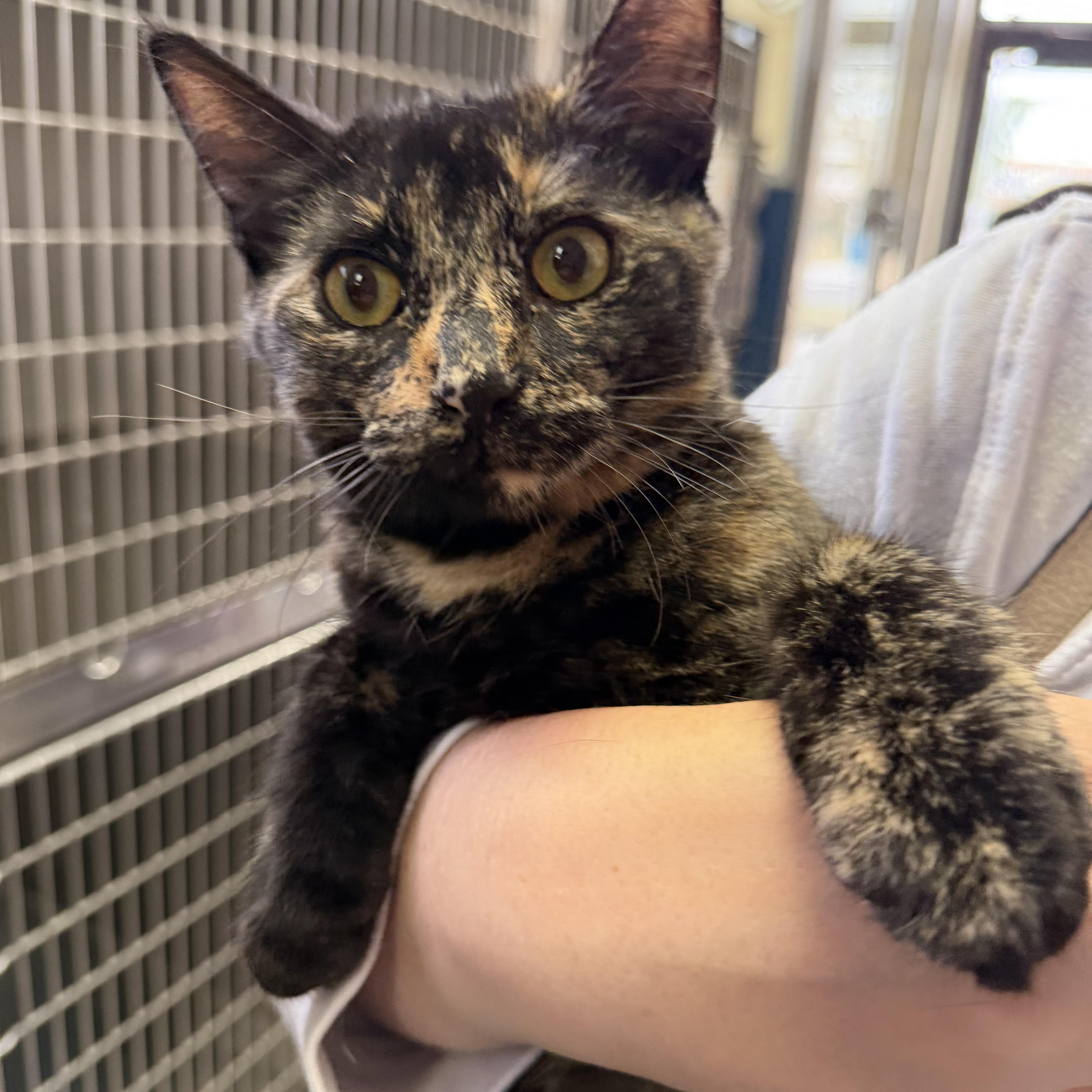 Maisy, a Adoptable Domestic Short Hair in Wantagh, NY image 2/5