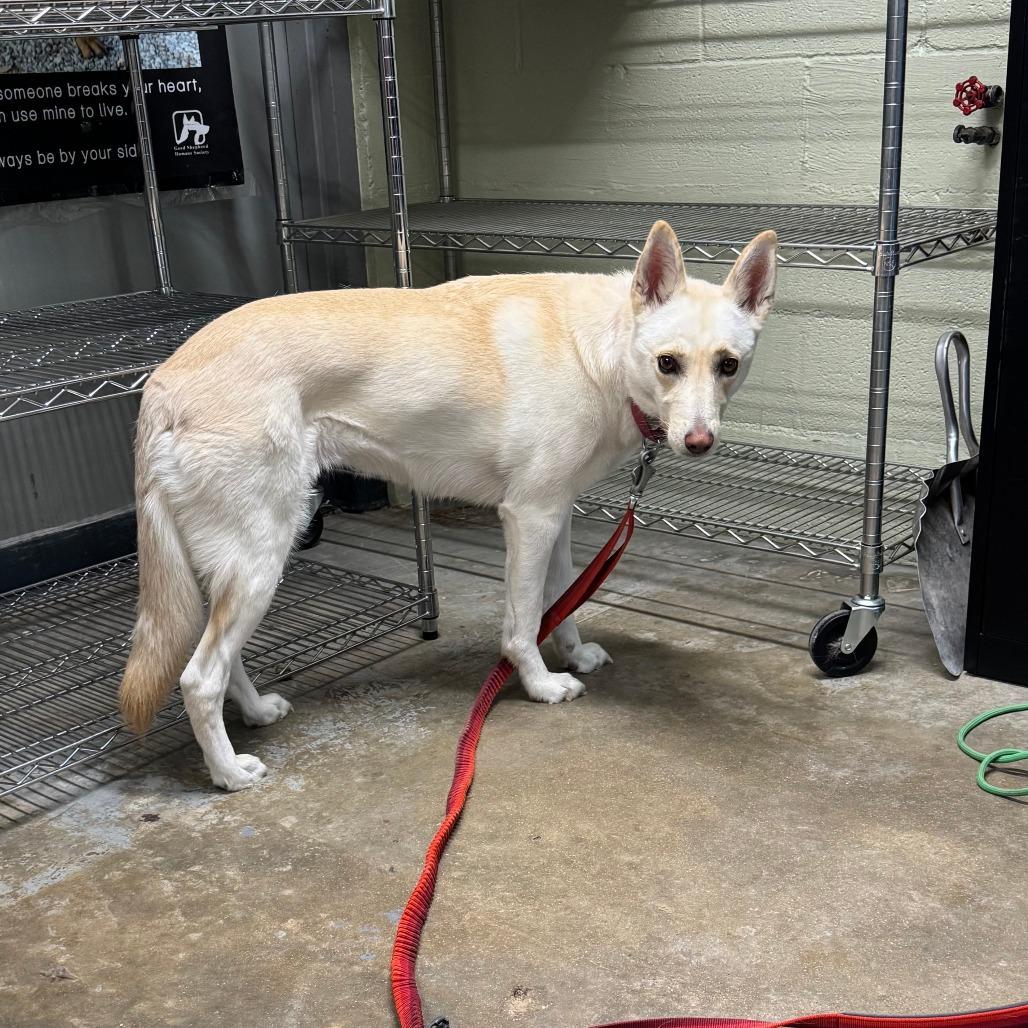 Suski — thumbnail 2