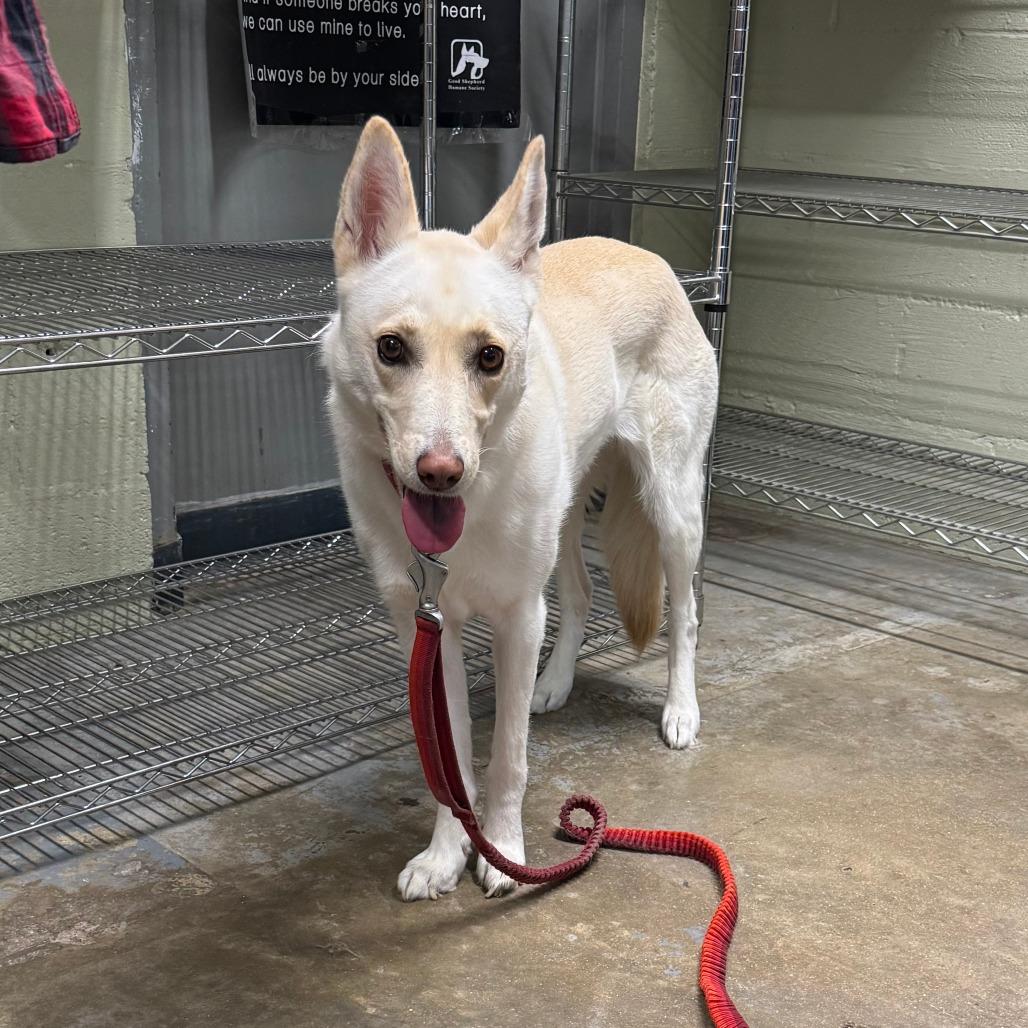 Suski — thumbnail 3