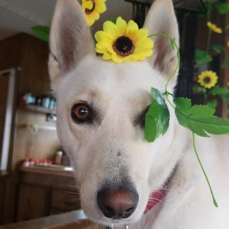 Suski — thumbnail 4