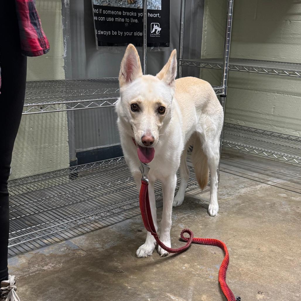 Suski — thumbnail 5