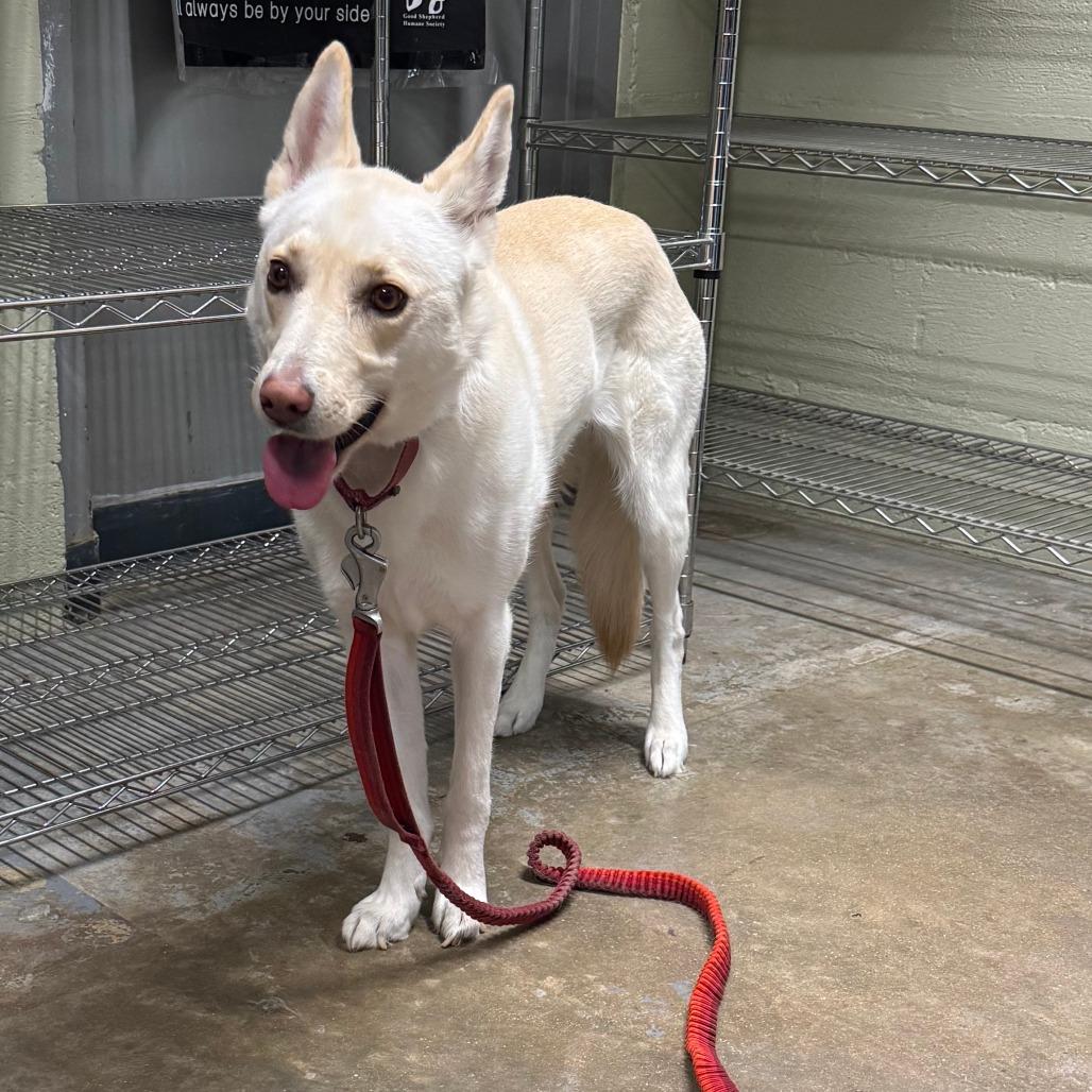 Suski — thumbnail 6