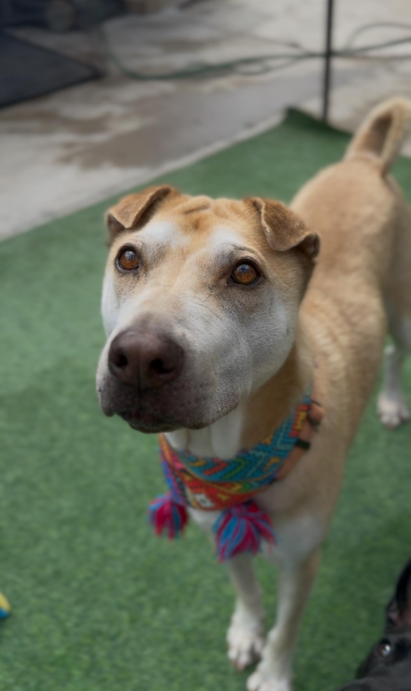 Enlarge Cassie, a Adoptable mixed breed in Hagerstown, MD image 2/6