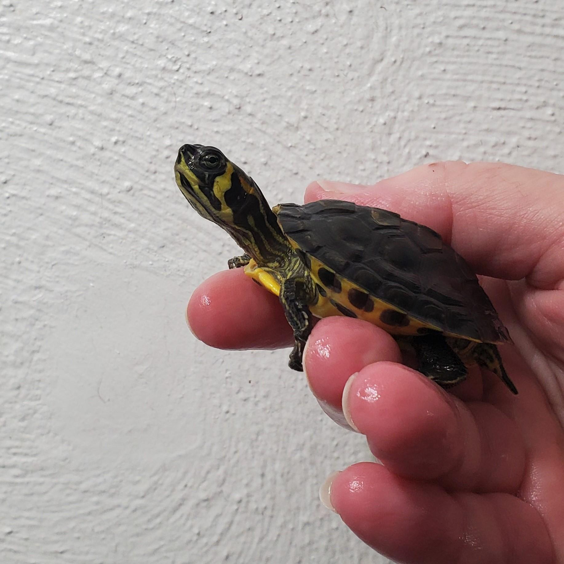 Loki Y.B. Slider, Adoptable, Baby Unknown Yellow-Bellied Slider.