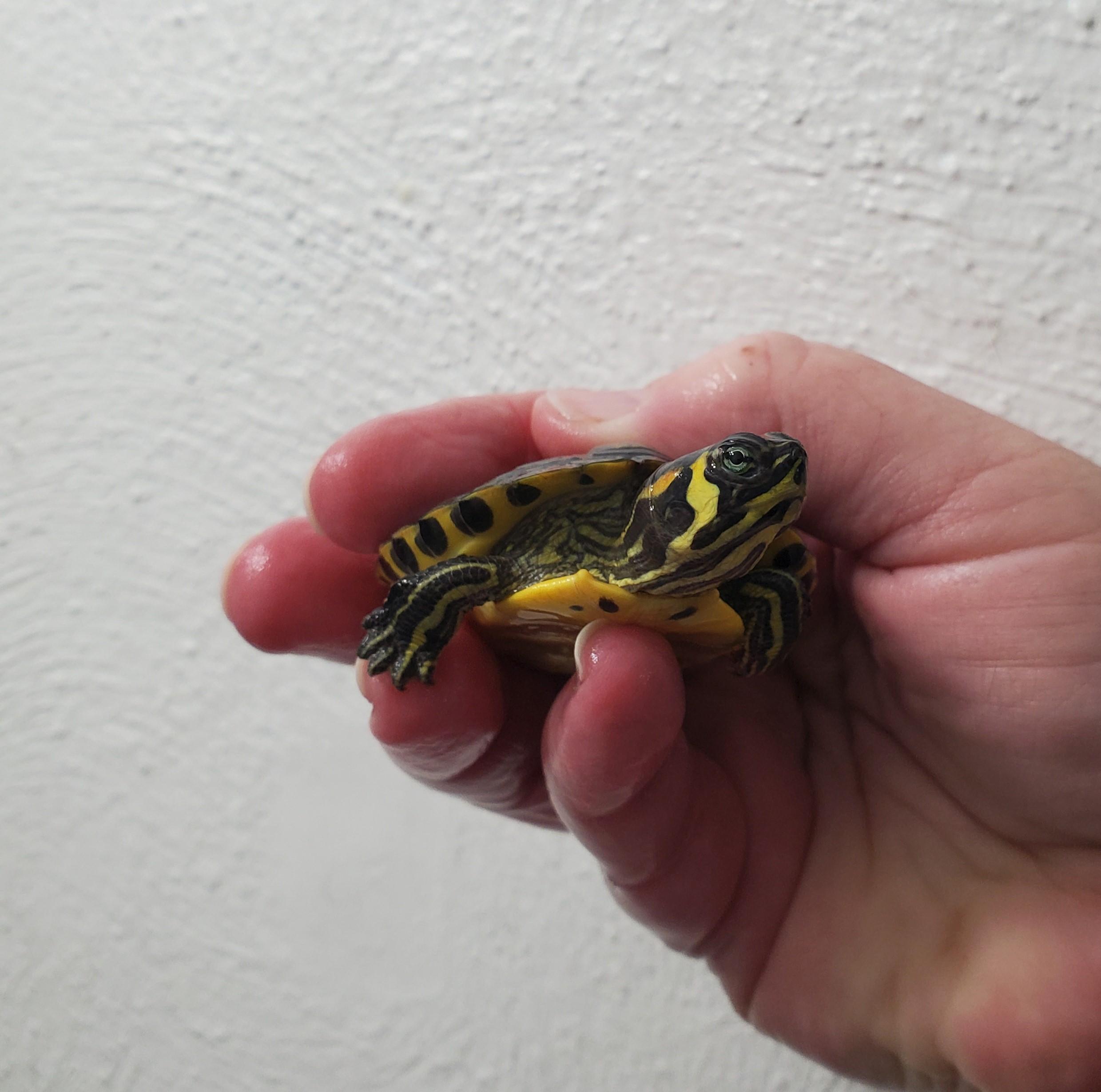 Loki Y.B. Slider, Adoptable, Baby Unknown Yellow-Bellied Slider.