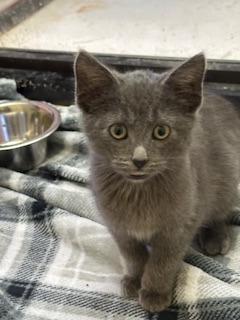 Enlarge Grady, a Adopted mixed breed in Sherwood, AR image 1/2