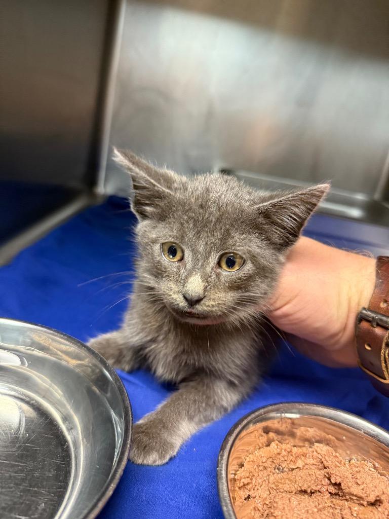 Enlarge Grady, a Adopted mixed breed in Sherwood, AR image 2/2