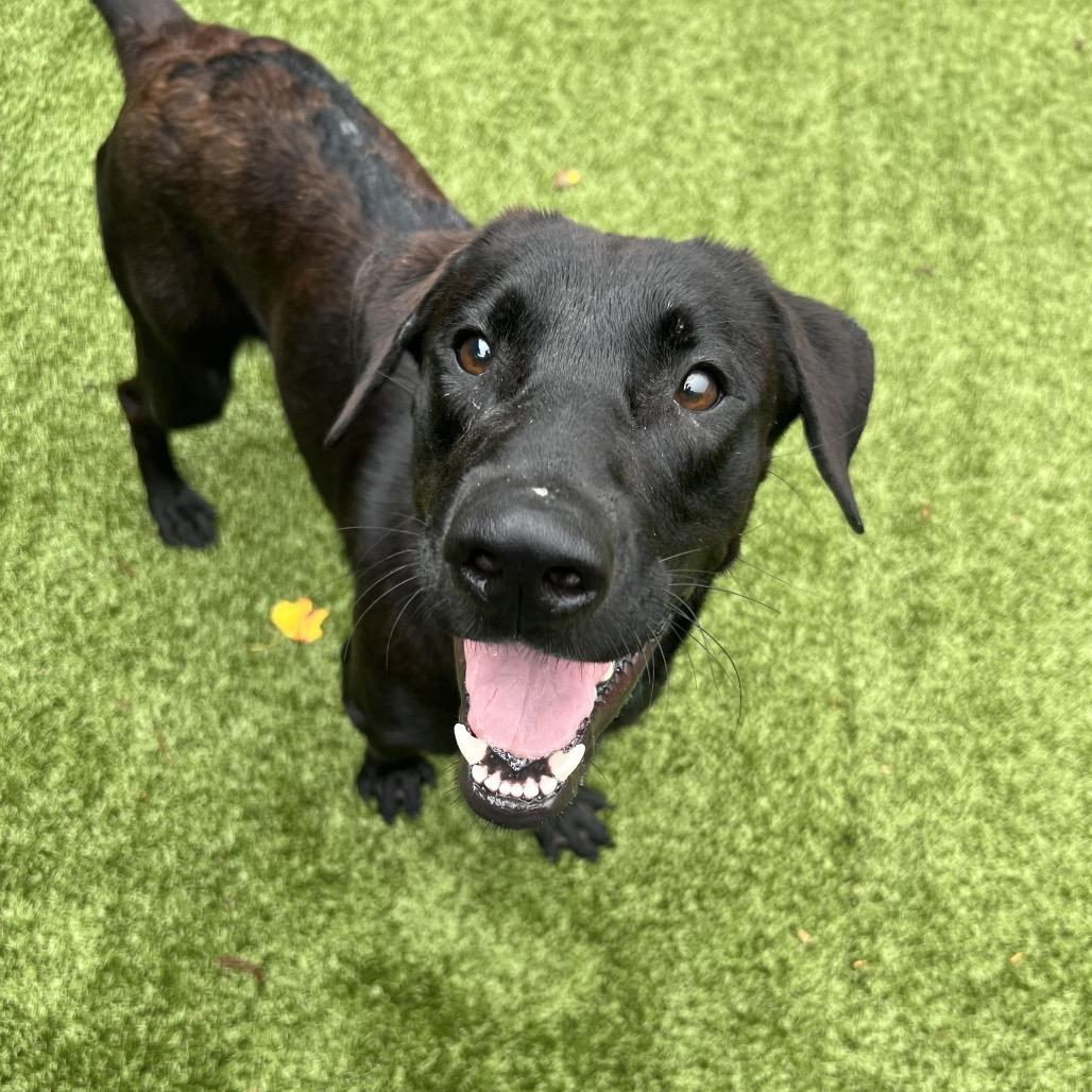 Enlarge Sage, a Adoptable Chocolate Labrador Retriever in Greensboro, NC image 1/6
