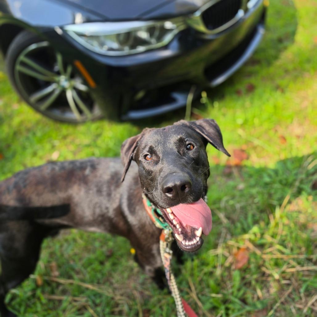 Enlarge Sage, a Adoptable Chocolate Labrador Retriever in Greensboro, NC image 2/6