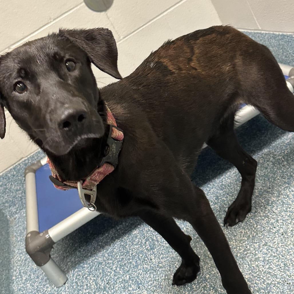 Enlarge Sage, a Adoptable Chocolate Labrador Retriever in Greensboro, NC image 3/6