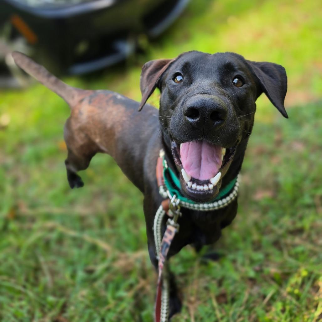 Enlarge Sage, a Adoptable Chocolate Labrador Retriever in Greensboro, NC image 4/6