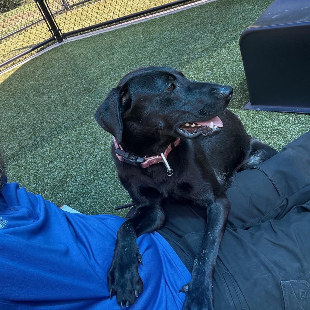 Enlarge Sage, a Adoptable Chocolate Labrador Retriever in Greensboro, NC image 5/6