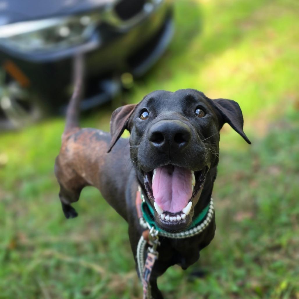 Enlarge Sage, a Adoptable Chocolate Labrador Retriever in Greensboro, NC image 6/6