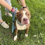 Bear Bear, a ADOPTABLE mixed breed in Hilliard, OH image 2/2