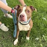 Bear Bear, a ADOPTABLE mixed breed in Hilliard, OH image 1/2