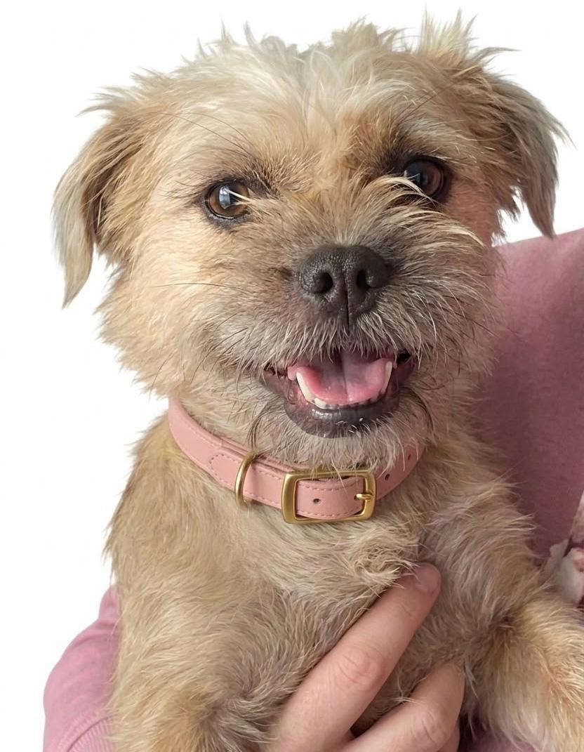 Juno, Adoptable, Young Female Brussels Griffon.