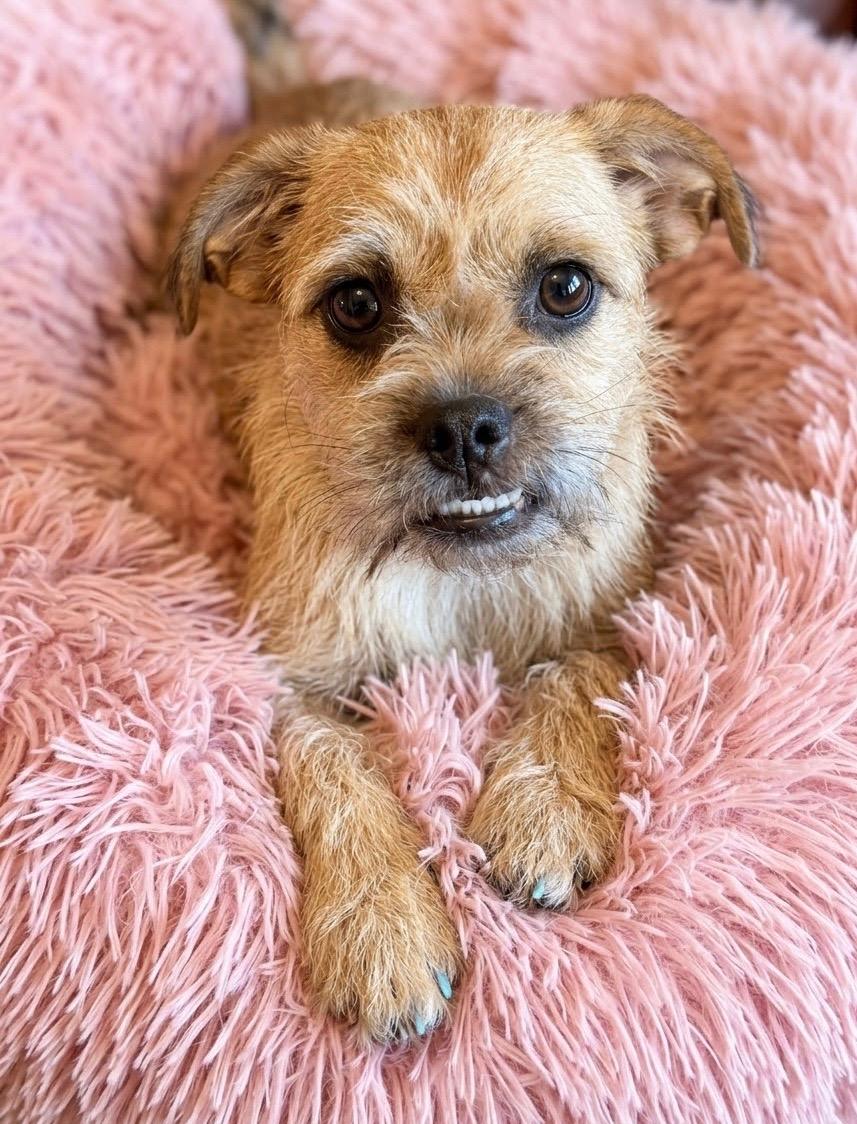 Enlarge Juno, a Adoptable mixed breed in Rockwall, TX image 3/3