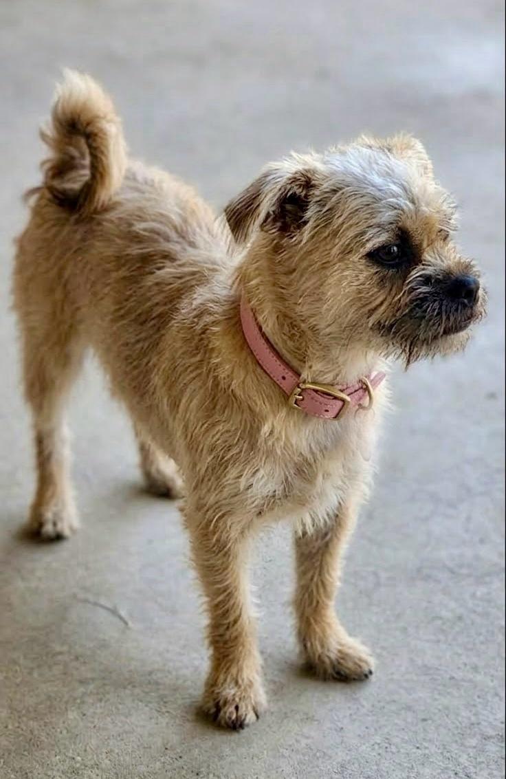 Enlarge Juno, a Adoptable mixed breed in Rockwall, TX image 2/3