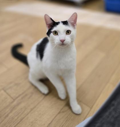 Dash, Adoptable, Kitten Male Domestic Short Hair.