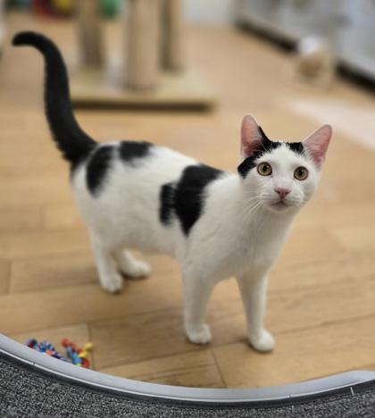 Enlarge Dash, a Adoptable Domestic Short Hair in Woodstock, IL image 2/3