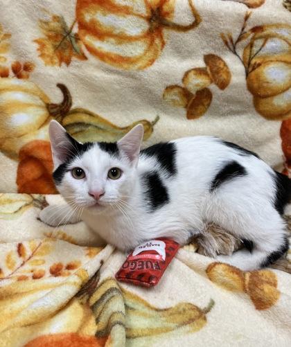 Enlarge Dash, a Adoptable Domestic Short Hair in Woodstock, IL image 3/3