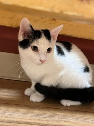 Enlarge Dash, a Adoptable Domestic Short Hair in Woodstock, IL image 2/3