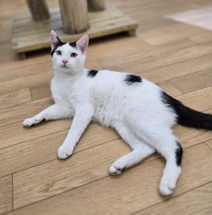 Enlarge Dash, a Adoptable Domestic Short Hair in Woodstock, IL image 3/3